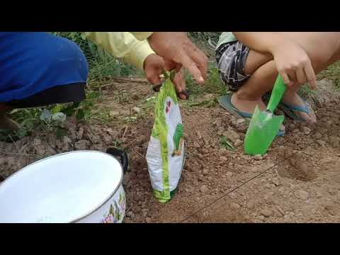SITAW Farming:  Part 1   Land Preparation and Planting