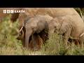 Surviving Nature S Greatest Migrations Elephants Caribou Zebras BBC Earth