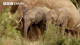 Surviving Nature's Greatest Migrations | Elephants, Caribou & Zebras | BBC Earth