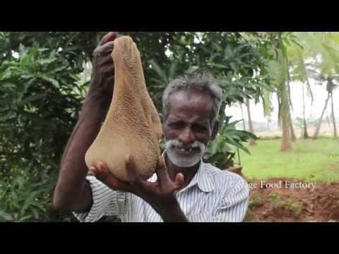 Daddy prepare a full Goat Intestine masala in my village / VILLAGE FOOD FACTORY Video