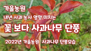 내년 사과농사 영향미치는 사과 나무 단풍든 가을농원 [사과재배방법]