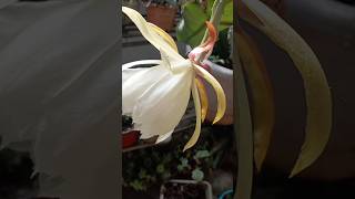 Download lagu Brahma Kamal flower blooms ||🙏🙏 #shorts#youtube#shorts#video mp3 Download lagu Brahma Kamal flower blooms ||🙏🙏 #shorts#youtube#shorts#video mp3