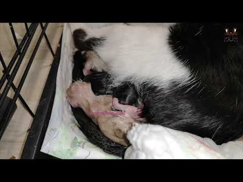 Rescued Kitten Evolution - From Day One To Six Months Old