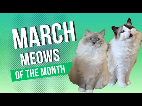 Meows of the Week March 2024 (Weeks 66-69) - Eevee and Yoshi