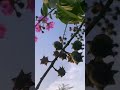Poovayi Virinju Reels Nature Whatsappstatus