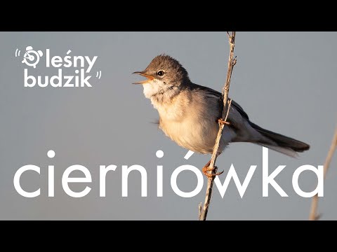 Leśny Budzik - Cierniówka