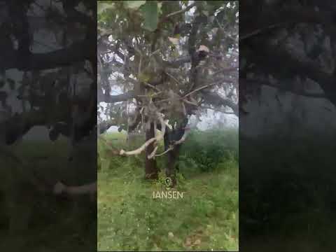 Fazenda Cristalandia, Tocantins  #fazenda #fazendatocantins