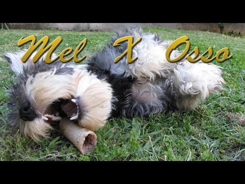 MEL  X  OSSO - Schnauzer filhotinha lutando com um osso !