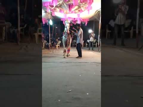 31 January 2023 ghodi na dans tejal ghodi no dansh asvh premi horse lover