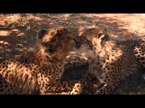 nWave | Wild Cats 3D | Trailer