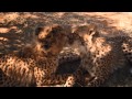 Apik Nwave Wild Cats D Trailer, Video Paling Baru!