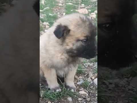 #dog #dog #dog #dog #dog