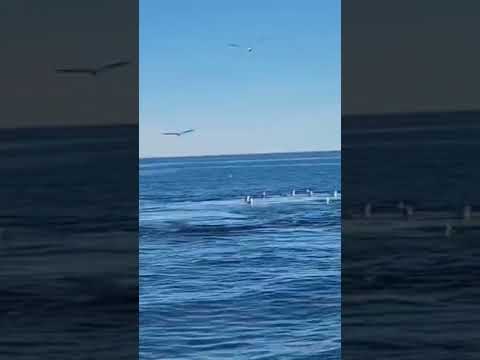 Rada Tilly Patagonia Argentina ballena