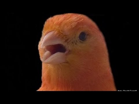 CANARIO BELGA CAMPAINHA LUTEUS - VÍDEO COM 2 HORAS DE PURO CANTO CAMPAINHA - CANARY SINGIN