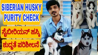 Information about Siberian husky in Kannada| How to check purity of Siberian husky|