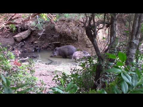 Cinghiali a Villaputzu