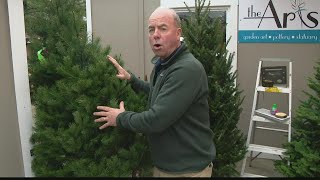 Pat Sullivan: Proper care of fresh cut Christmas trees