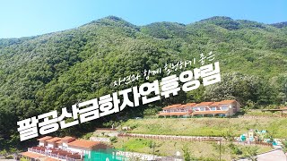 [#트래블숲] 자연과 함께 힐링하기 좋은 팔공산금화자연휴양림