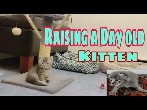 Feeding and First Bath A Baby Kitten Found On The Street | Raising A Baby Meowing Loud Kitten