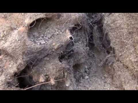 ARHEOLOGIA CRIMELOR COMUNISMULUI - RÂPA ROBILOR DIN AIUD (Campania I / Iunie 2011)