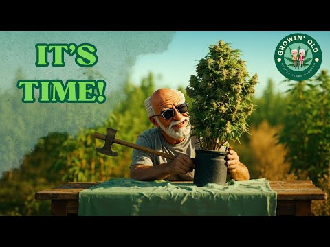 Final Countdown for Our Autoflowering Plants!