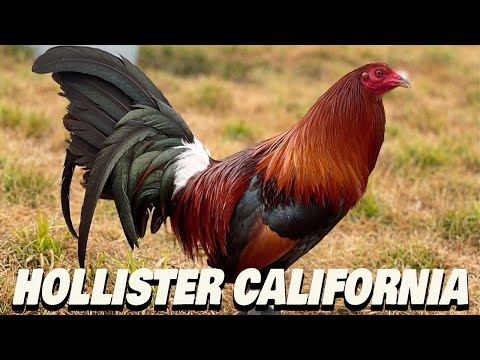 Hollister California Roberto Ramirez Farm | Beautiful Birds Farm Visit