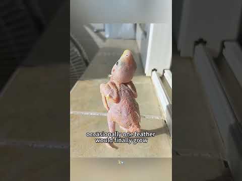 🐦 Rescató a un Pajarito que No Tenía Plumas… ¡Y Su Transformación Fue INCREÍBLE! 😱❤️ #wildliferescue