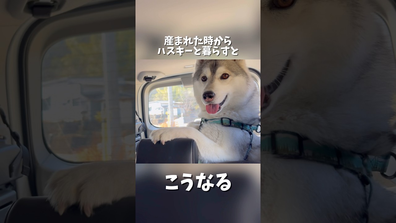弟が大好きすぎて車内で暴れ狂うハスキー犬が可愛すぎたwww