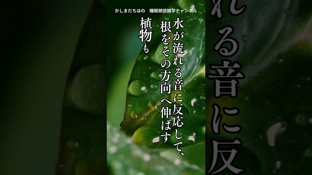 🌙 【睡眠朗読雑学】世界の不思議な研究と発見安心できる声と、静かな科学の話。