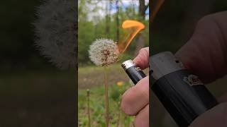 Download lagu Survival food - dandelion seeds mp3