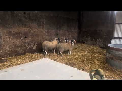 Lanark Ram lambs - Image 2