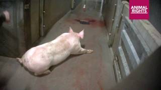 Animal Rights films the abuse of pigs in Tielt slaughterhouse