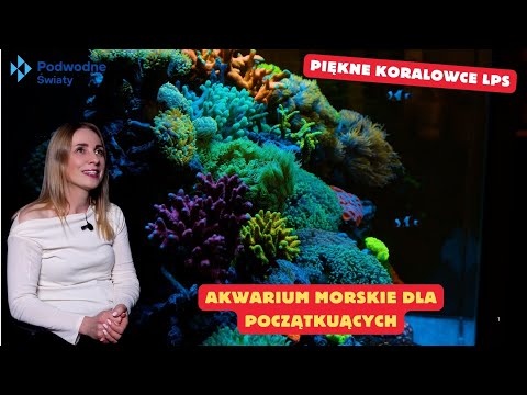 Akwarium morskie dla początkujących. Piękne Koralowce LPS
