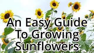 A Simple Guide To Growing Sunflowers