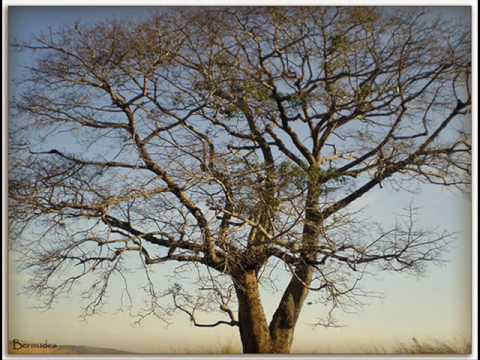 Daniel, com Rick e Renner - Avenida boiadeira.wmv