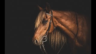 Million eyes [Equestrian Music Video]