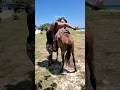 The Tranquility Of Outdoor Horse Riding