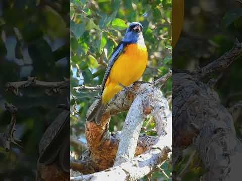 Aves que se observan y encuentran en Devoto Córdoba Argentina Naranjero Nikonp900