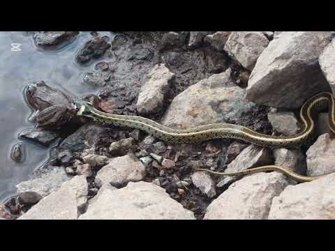 Natrix natrix - Gjarpëri i ujit