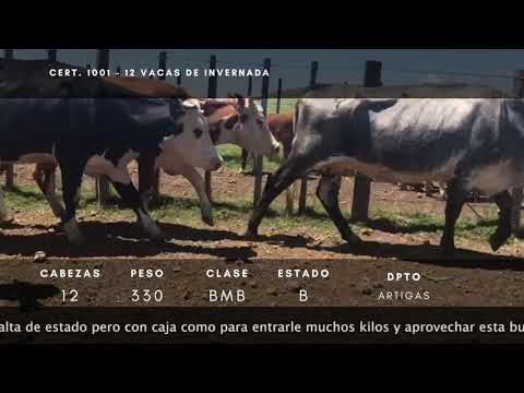 Lote 12 Vacas de Invernada 10HE,  1HExAA,  1NO 330kg -  en Ruta 30 a 15km de Artigas