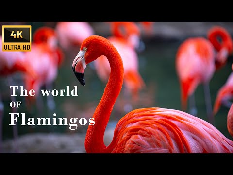Film 4K the colorful world of flamingos - Relaxing piano music healing