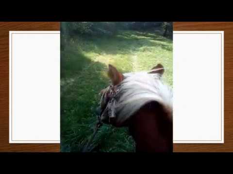 Noriker-Hof Video thumbnail