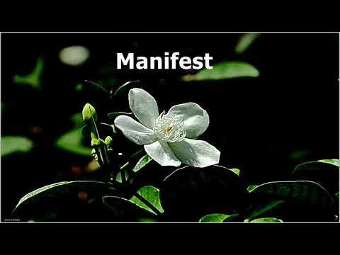 zmeu ninja - manifest !