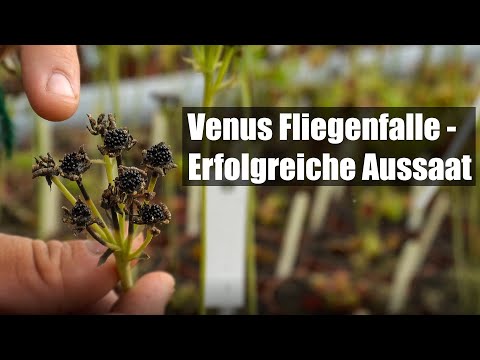 #92 Sow Dionaea seeds like the pros