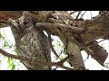 RARE Close Up Of SCOPS OWL Sitting Resting On The Tree Branch Exciting BIRD WATCHING In CYPRUS