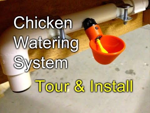 download lagu mp3 mp4 Chicken Water Cups, download lagu Chicken Water Cups gratis, unduh video klip Chicken Water Cups