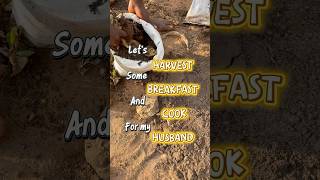 Download lagu I harvested and made breakfast for my husband #itsmaureenmw #food mp3