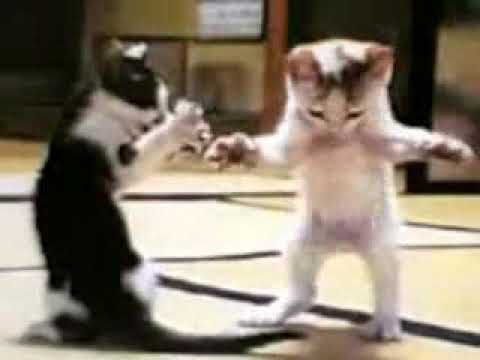 احله بزازين مضحكه ضيفوني تيك توك i379x