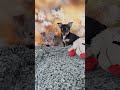 Chihuahua dogs for sale: DJ - Video 1