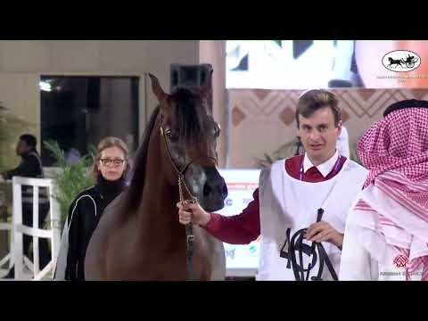 N 45 FARID ALSAWARY   Saudi Bred Champions Cup   Riyadh   Yearling Colt Class 6A